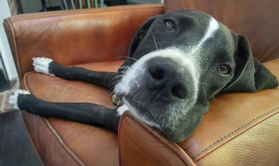 Louie, an adoptable Great Dane in Plainwell, MI, 49080 | Photo Image 5