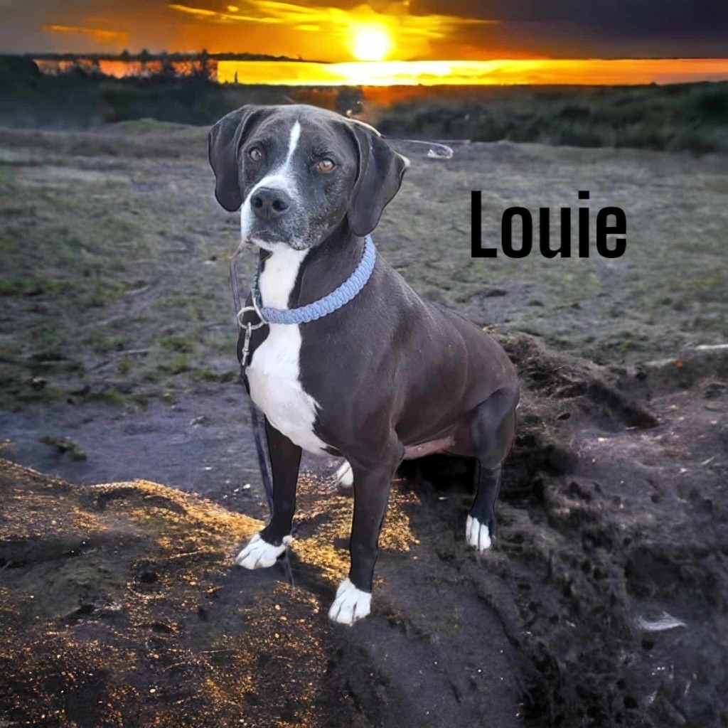 Louie, an adoptable Great Dane in Plainwell, MI, 49080 | Photo Image 1
