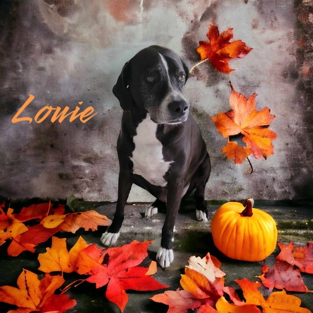 Louie, an adoptable Great Dane in Plainwell, MI, 49080 | Photo Image 6