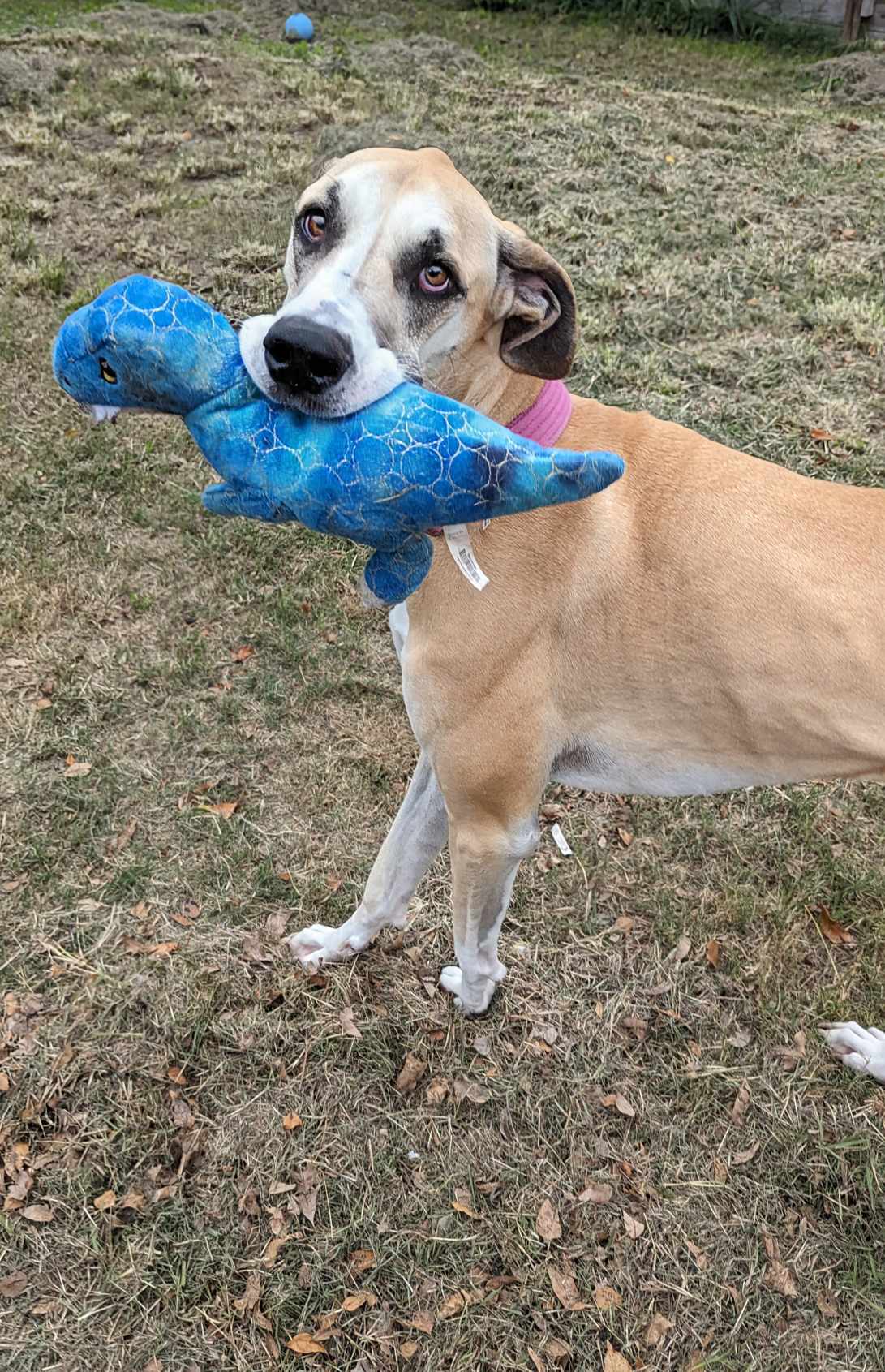 Great dane cone sales