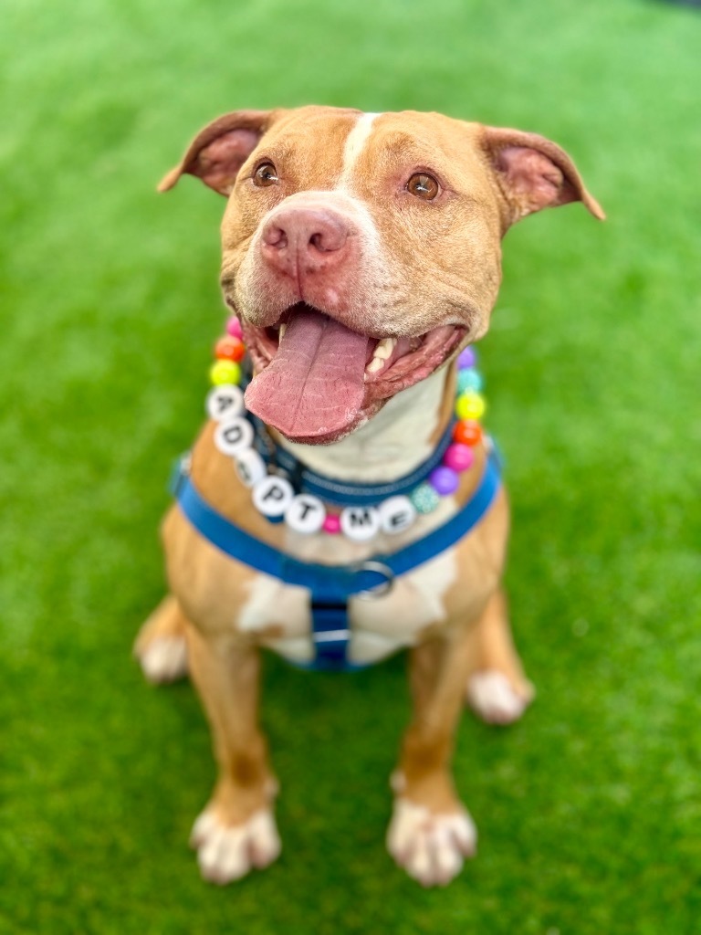 Lucky, an adoptable American Staffordshire Terrier in Fort Lauderdale, FL, 33304 | Photo Image 1