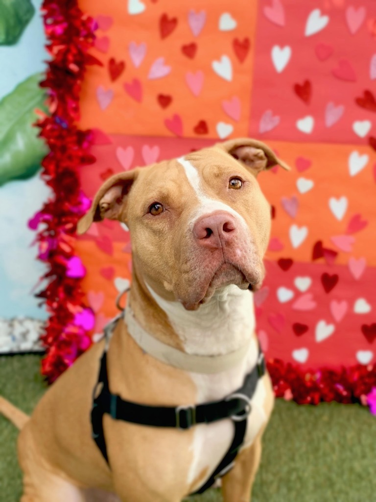 Lucky, an adoptable American Staffordshire Terrier in Fort Lauderdale, FL, 33304 | Photo Image 2