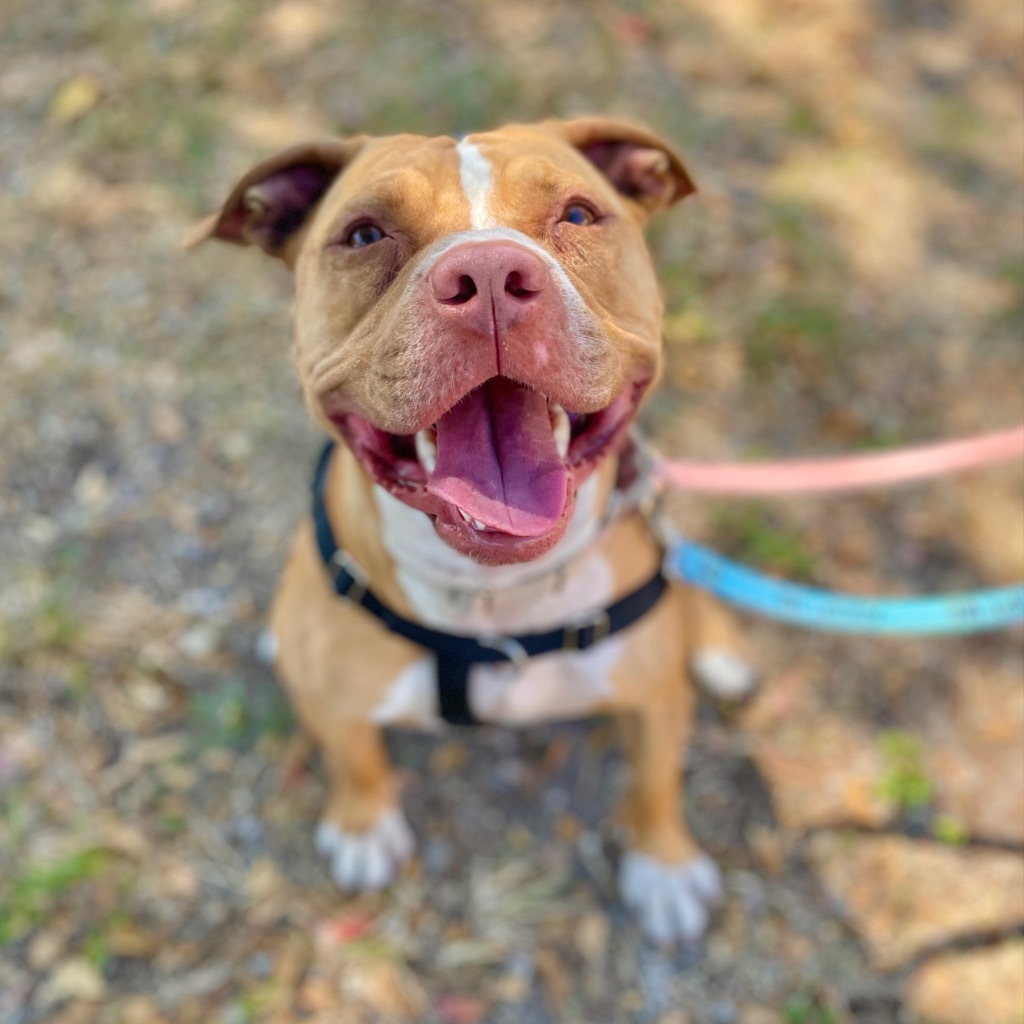 Lucky, an adoptable American Staffordshire Terrier in Fort Lauderdale, FL, 33304 | Photo Image 3