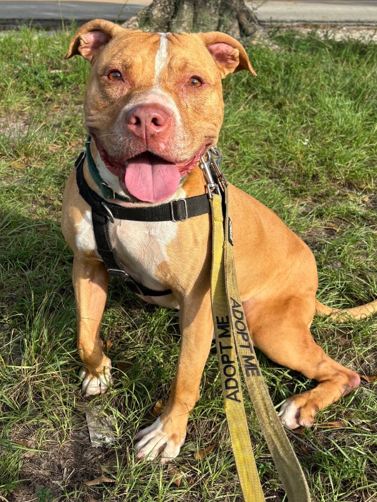 Lucky, an adoptable American Staffordshire Terrier in Fort Lauderdale, FL, 33304 | Photo Image 3