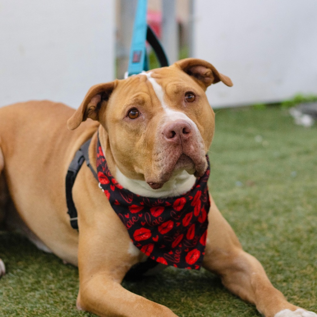 Lucky, an adoptable American Staffordshire Terrier in Fort Lauderdale, FL, 33304 | Photo Image 4