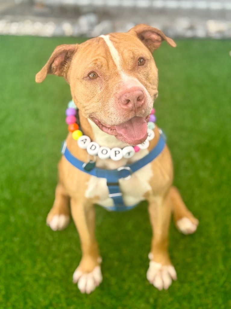 Lucky, an adoptable American Staffordshire Terrier in Fort Lauderdale, FL, 33304 | Photo Image 4
