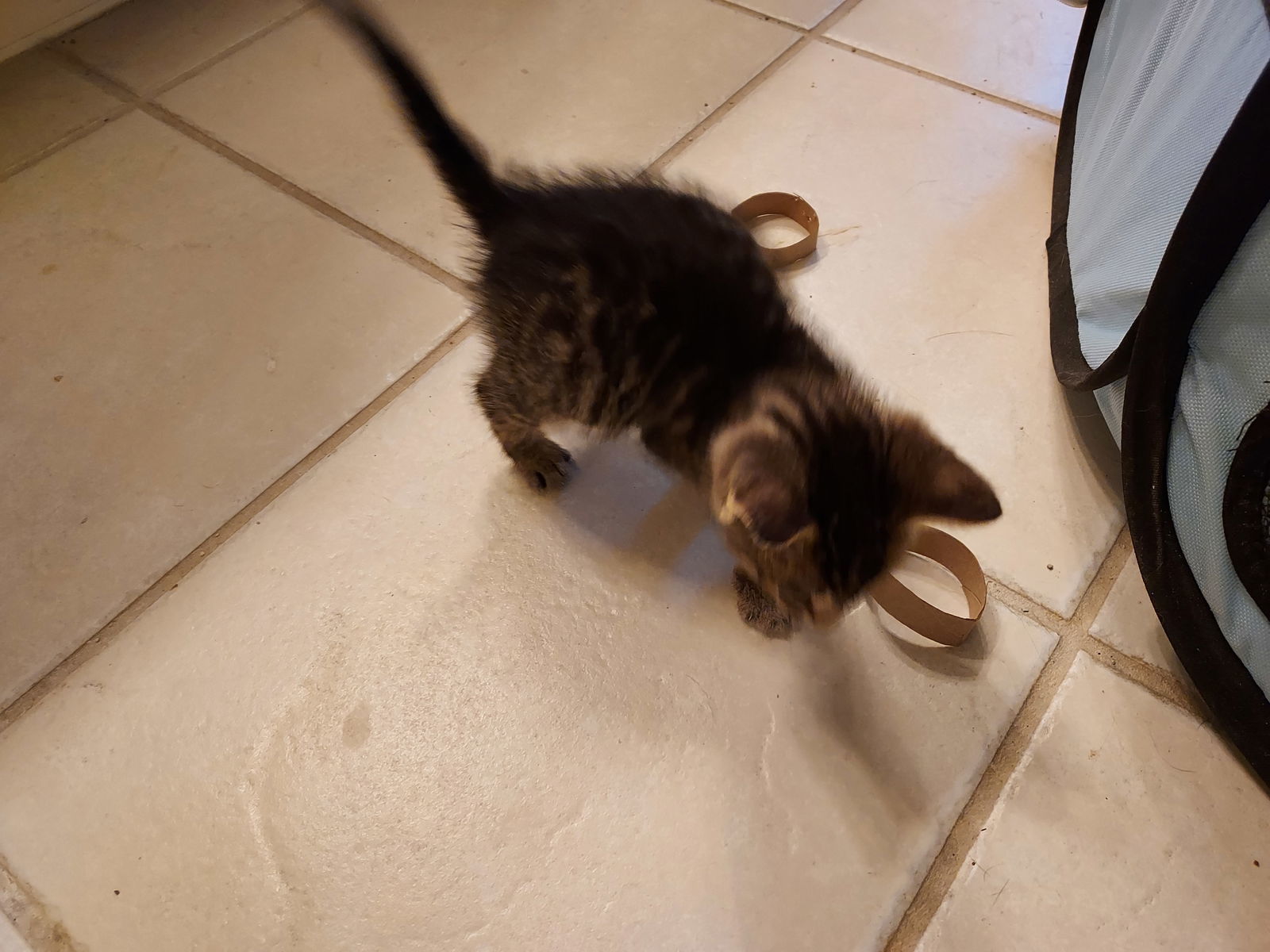 Poseidon, an adoptable Tabby, Domestic Short Hair in Pineville, LA, 71361 | Photo Image 3