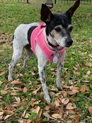 Meet Suri a sweet senior lady looking for a new home Suri was picked up as a stray by animal
