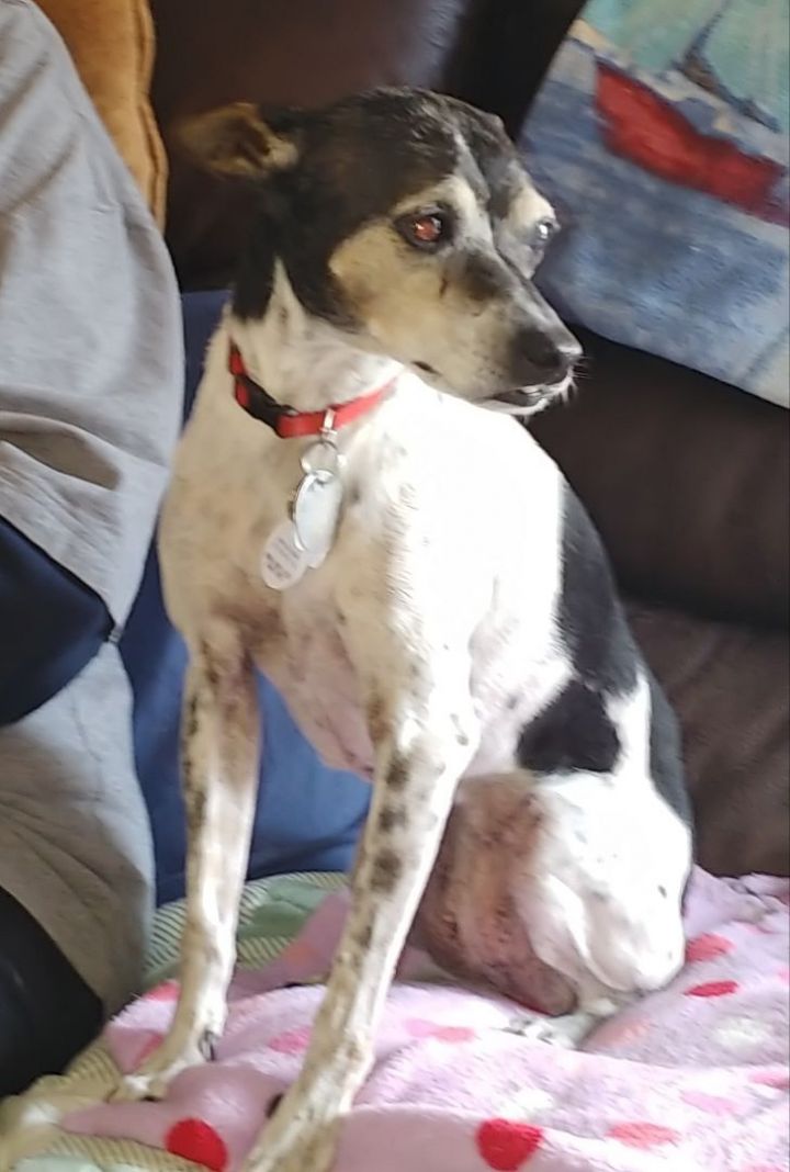 Rat terrier hot sale pointer mix