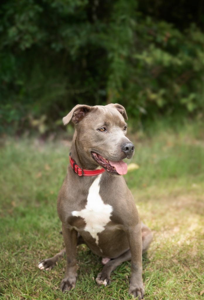 Stanley, an adoptable Pit Bull Terrier, Mixed Breed in Saint Francisville, LA, 70775 | Photo Image 1