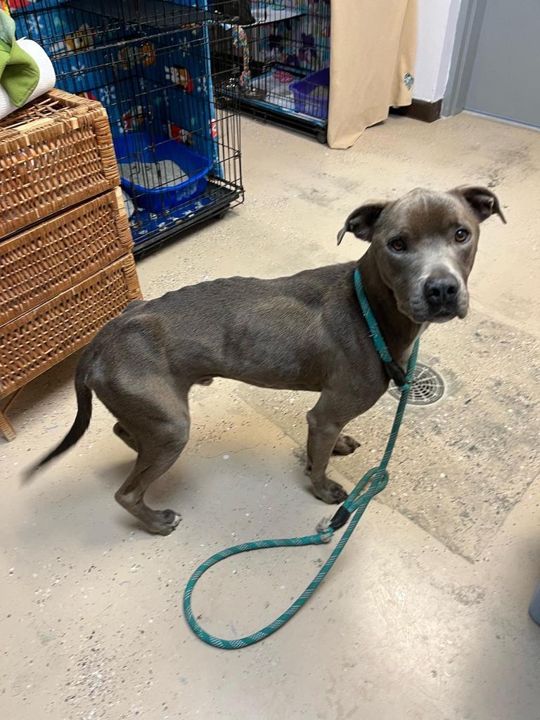 Stanley, an adoptable Pit Bull Terrier, Mixed Breed in Saint Francisville, LA, 70775 | Photo Image 2