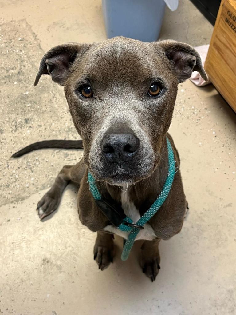 Stanley, an adoptable Pit Bull Terrier, Mixed Breed in Saint Francisville, LA, 70775 | Photo Image 3