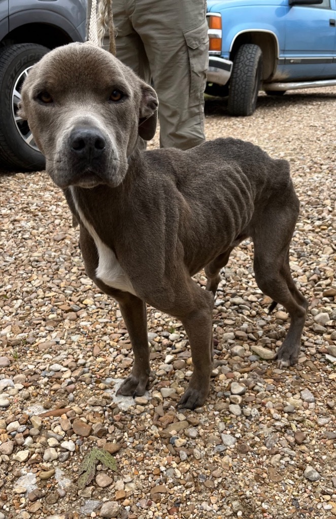 Stanley, an adoptable Pit Bull Terrier, Mixed Breed in Saint Francisville, LA, 70775 | Photo Image 4