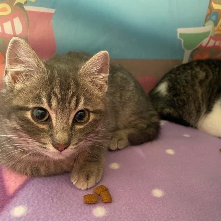 Sweetie & Spicy, an adoptable Tabby & Domestic Short Hair Mix in Kentwood, MI_image-5
