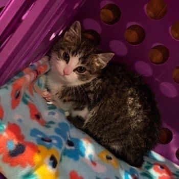 Spicy & Sweety, an adoptable Tabby & Domestic Short Hair Mix in Kentwood, MI_image-3