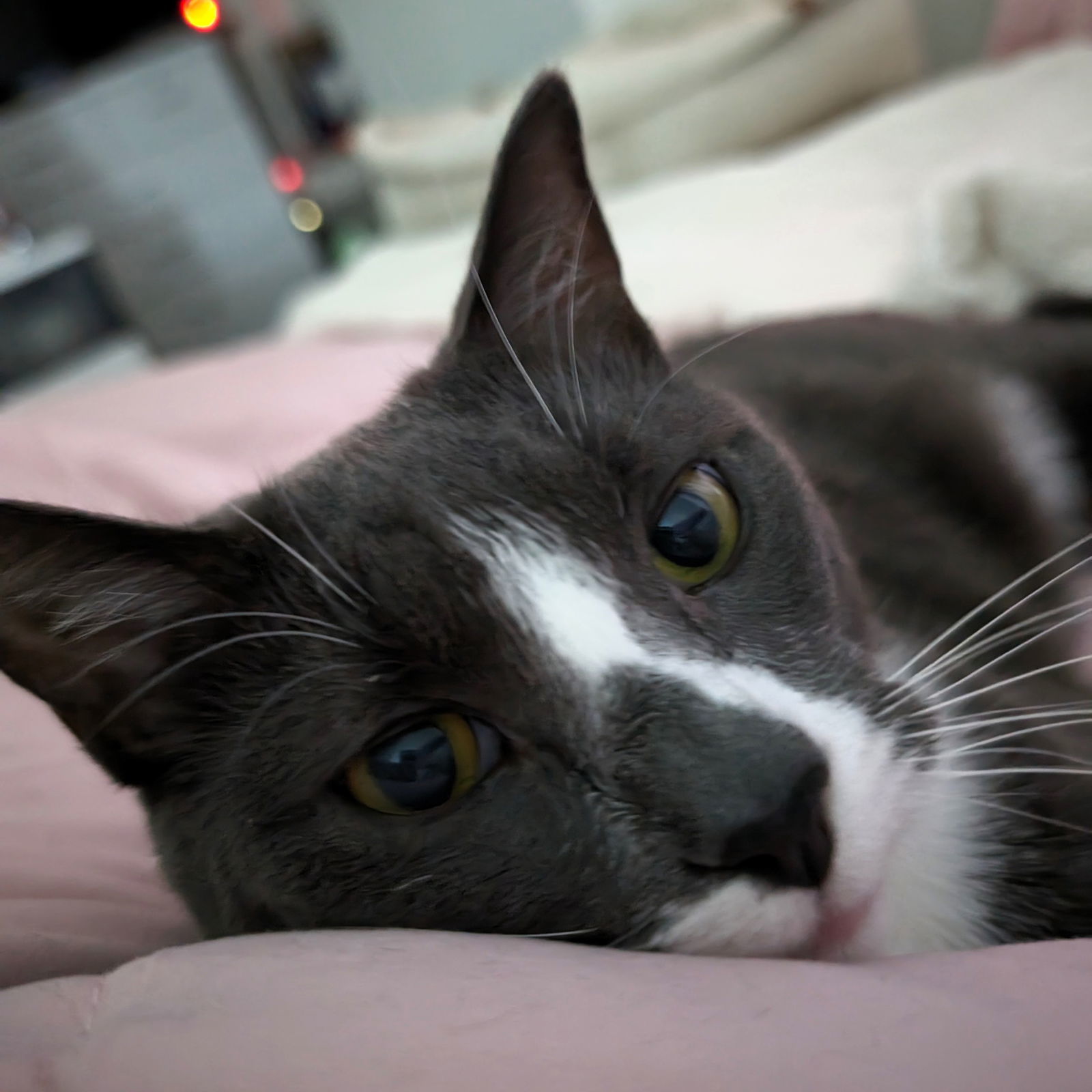 Xavier, an adoptable Domestic Short Hair in Rochester, NY, 14626 | Photo Image 1