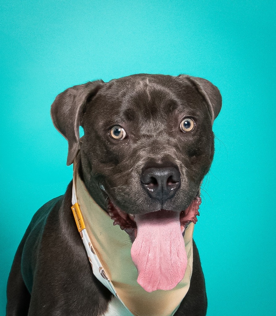 Hollywood, an adoptable Weimaraner, Mastiff in Fort Lauderdale, FL, 33304 | Photo Image 1