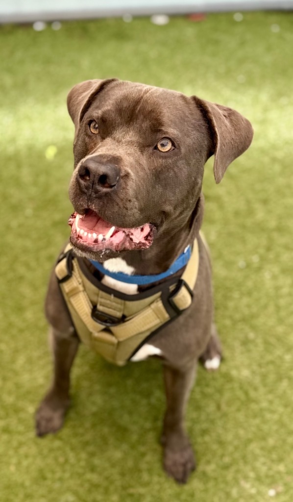 Hollywood, an adoptable Weimaraner, Mastiff in Fort Lauderdale, FL, 33304 | Photo Image 1
