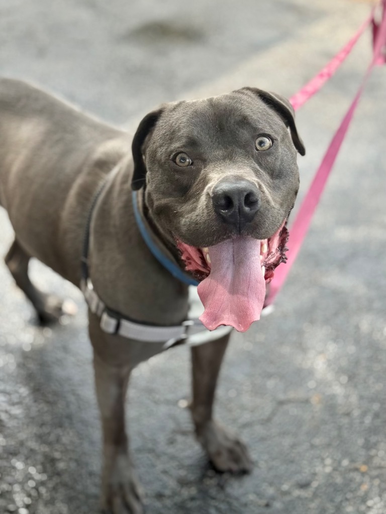 Hollywood, an adoptable Weimaraner, Labrador Retriever in Fort Lauderdale, FL, 33304 | Photo Image 1
