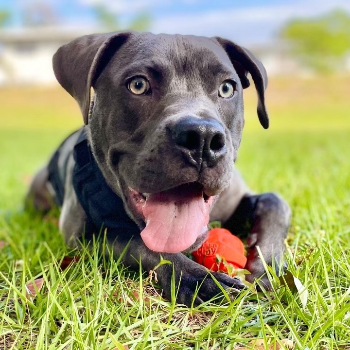 Hollywood, an adoptable Weimaraner, Labrador Retriever in Fort Lauderdale, FL, 33304 | Photo Image 2