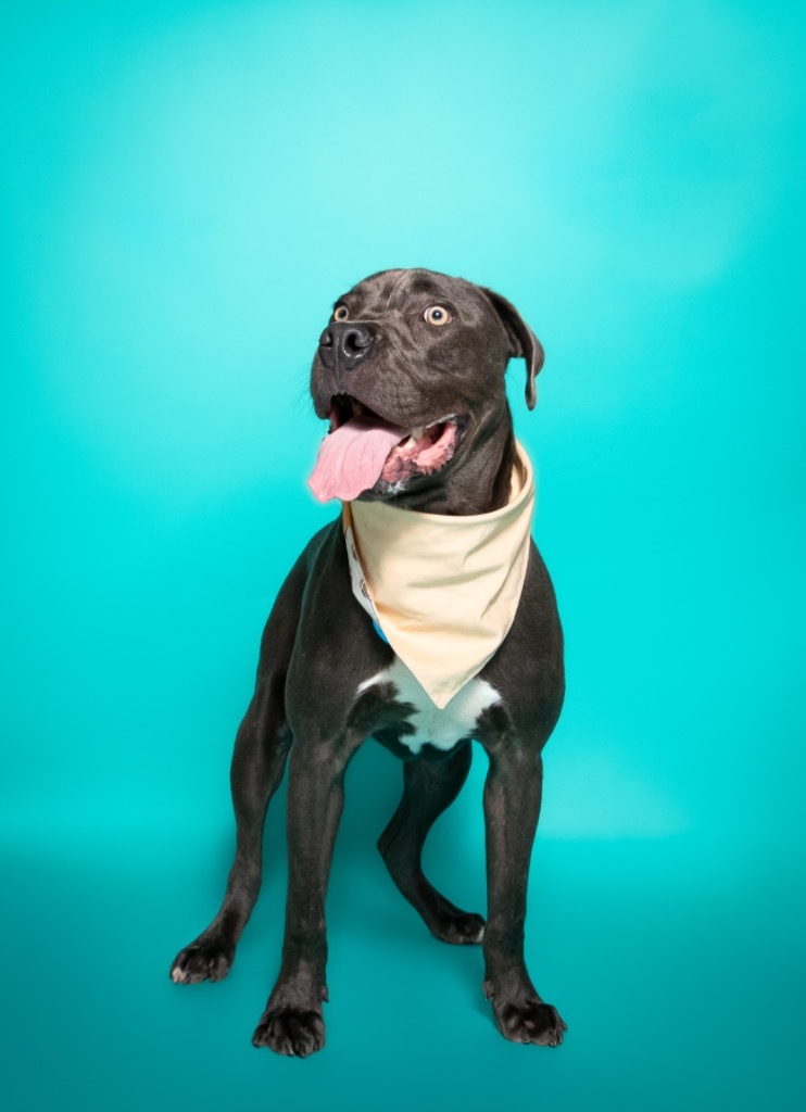 Hollywood, an adoptable Weimaraner, Mastiff in Fort Lauderdale, FL, 33304 | Photo Image 3