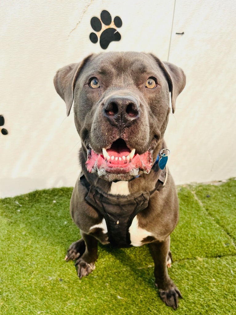 Hollywood, an adoptable Weimaraner, Mastiff in Fort Lauderdale, FL, 33304 | Photo Image 4