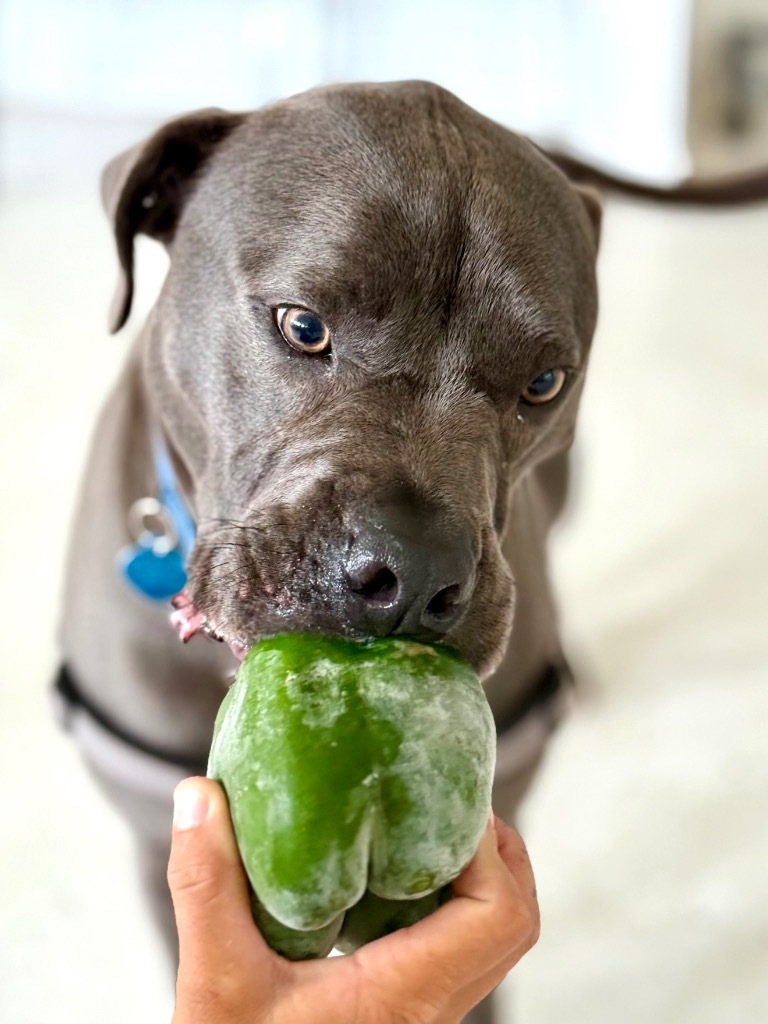 Hollywood, an adoptable Weimaraner, Labrador Retriever in Fort Lauderdale, FL, 33304 | Photo Image 4