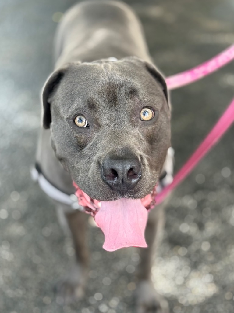 Hollywood, an adoptable Weimaraner, Labrador Retriever in Fort Lauderdale, FL, 33304 | Photo Image 5