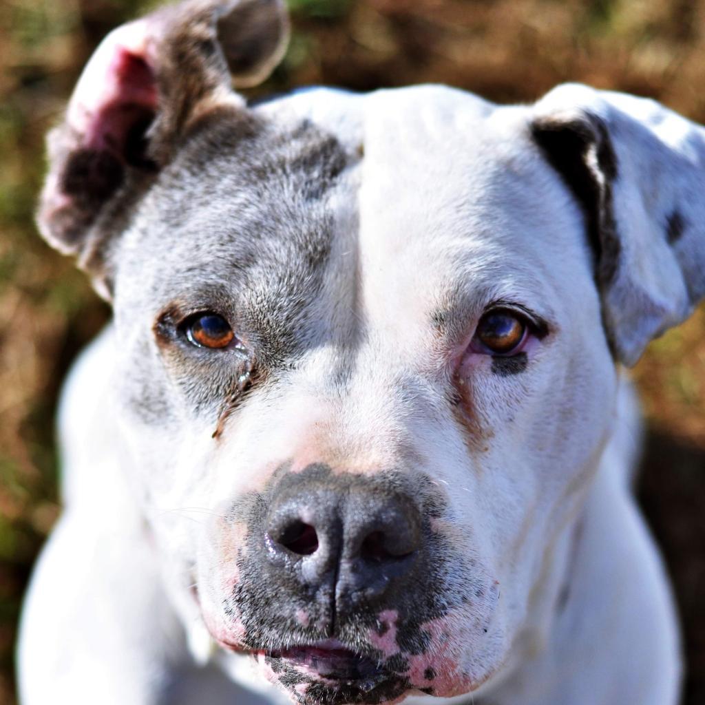 Skye, an adoptable Pit Bull Terrier in Hackett, AR, 72937 | Photo Image 5