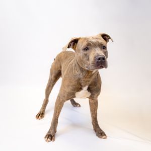Primary Color Brown Brindle Weight 61lbs Age 2yrs 1mths 0wks Animal has been 