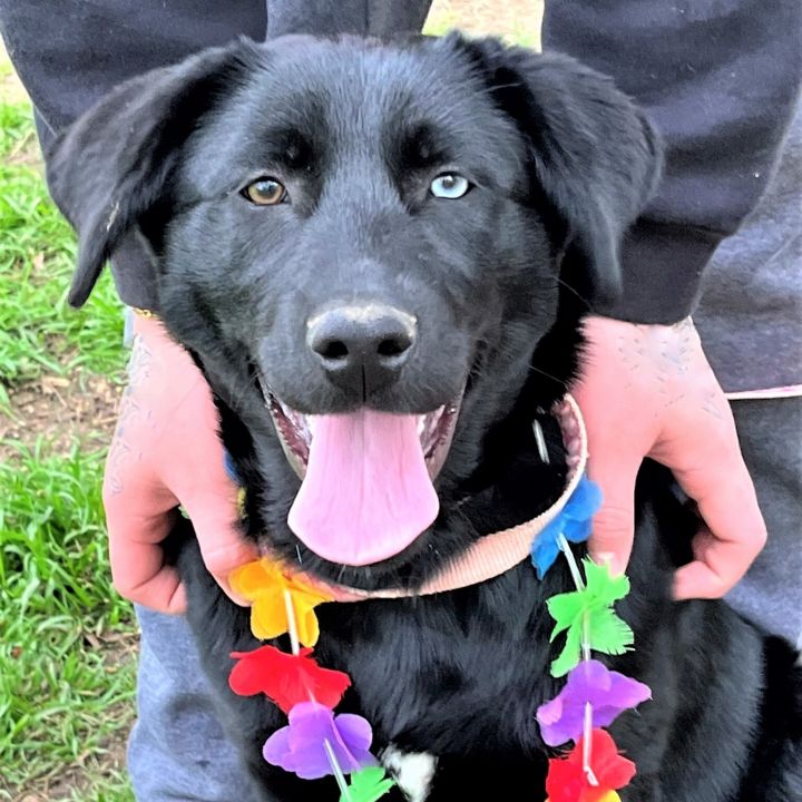 Black labrador best sale husky mix