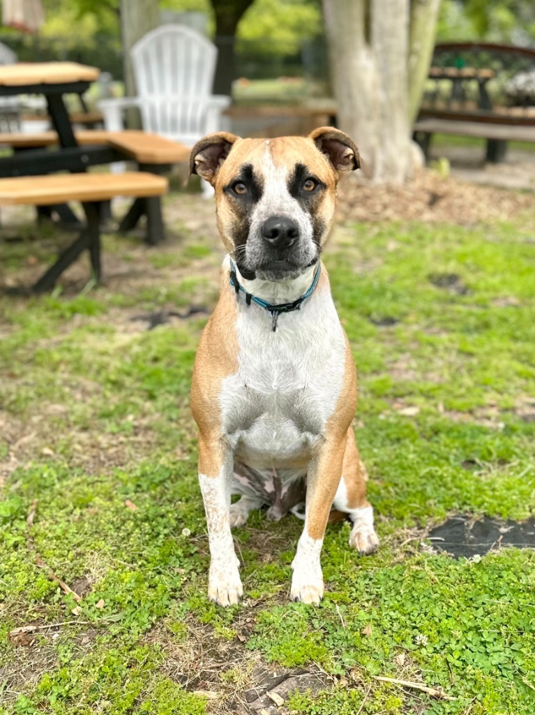 Poblano (Pigeon), an adoptable Beagle, Boxer in Mobile, AL, 36604 | Photo Image 1