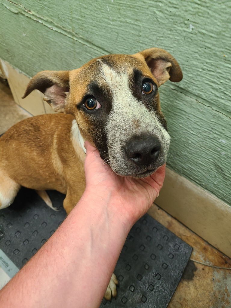 Poblano (Pigeon), an adoptable Beagle, Boxer in Mobile, AL, 36604 | Photo Image 2