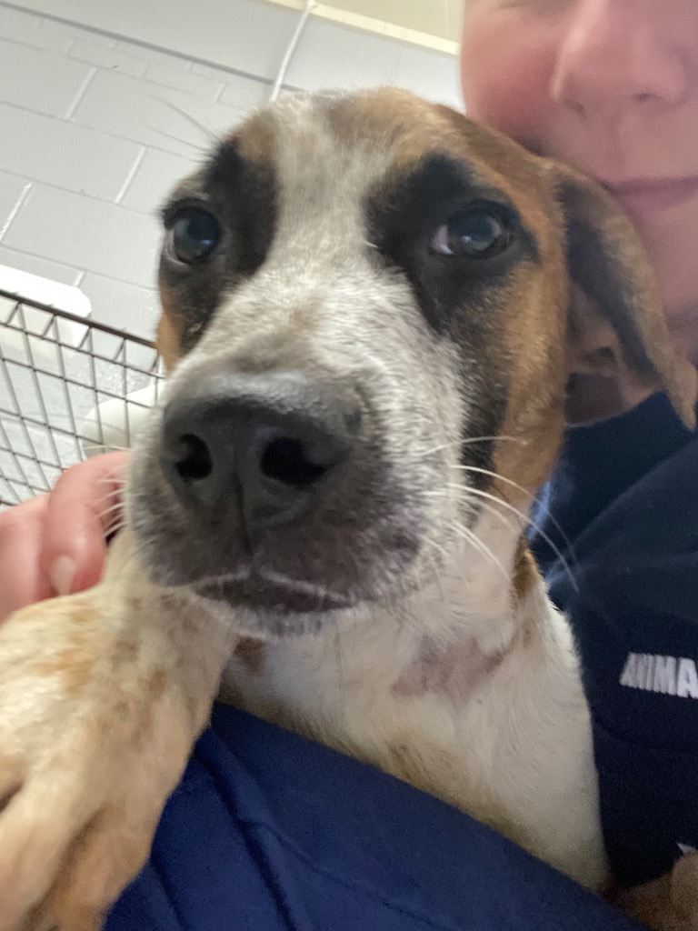 Poblano (Pigeon), an adoptable Beagle, Boxer in Mobile, AL, 36604 | Photo Image 3