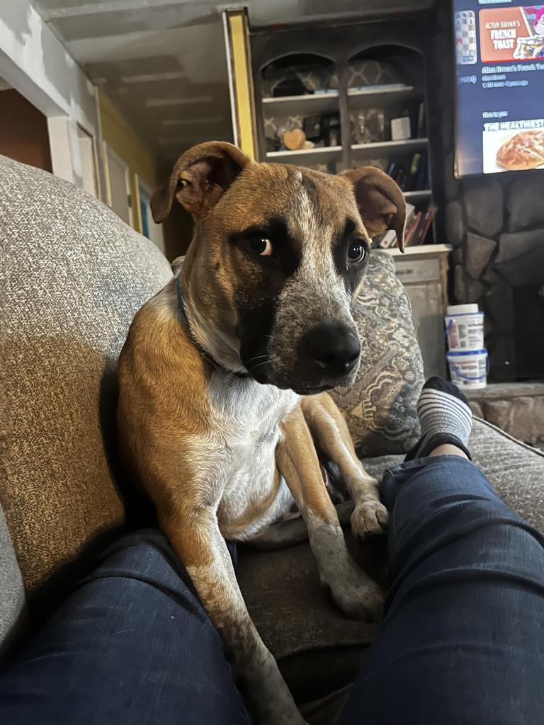 Poblano (Pigeon), an adoptable Beagle, Boxer in Mobile, AL, 36604 | Photo Image 4