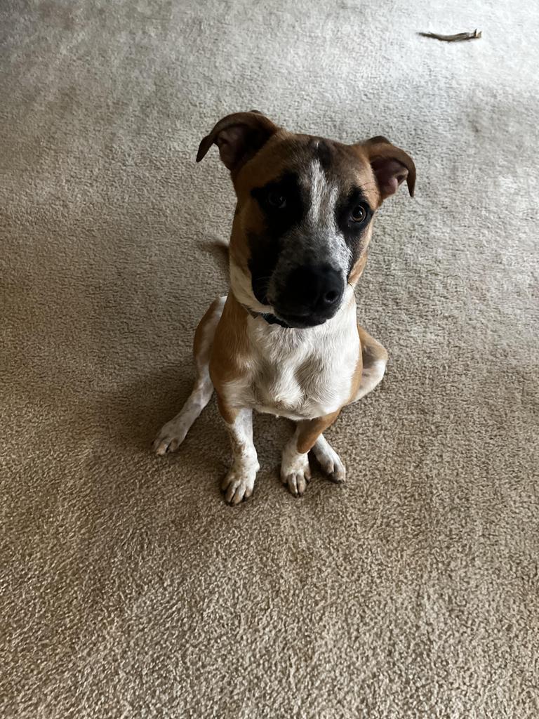 Poblano (Pigeon), an adoptable Beagle, Boxer in Mobile, AL, 36604 | Photo Image 5