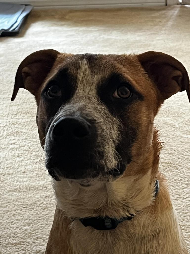 Poblano (Pigeon), an adoptable Beagle, Boxer in Mobile, AL, 36604 | Photo Image 6