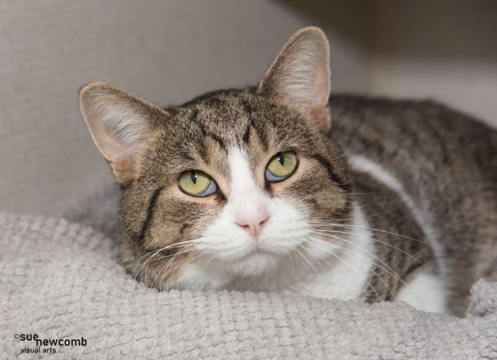 Jasper / Jesse, an adoptable Domestic Short Hair in Shorewood, IL_image-1