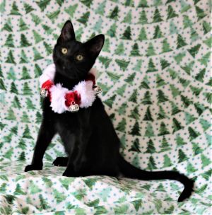 Cat for adoption - Graham Ashcraft, a Domestic Short Hair in