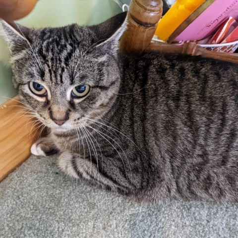 Karina, an adoptable Domestic Short Hair in Wakefield, MA, 01880 | Photo Image 1