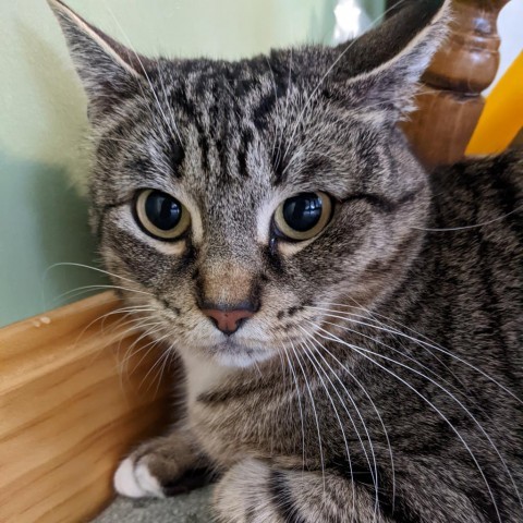 Karina, an adoptable Domestic Short Hair in Wakefield, MA, 01880 | Photo Image 2