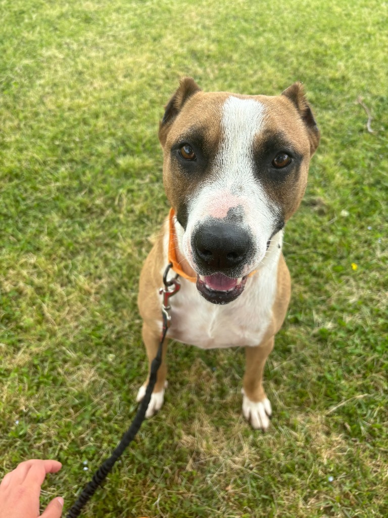 H28, an adoptable Terrier in Mullins, SC, 29574 | Photo Image 1