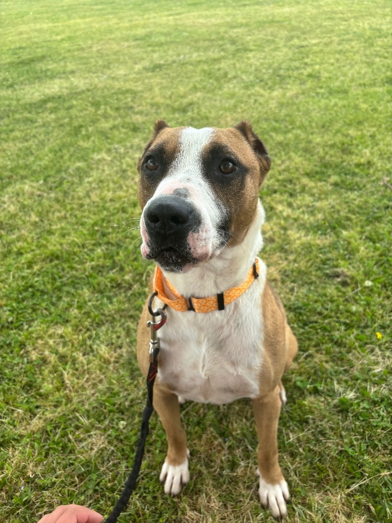 H28, an adoptable Terrier in Mullins, SC, 29574 | Photo Image 3