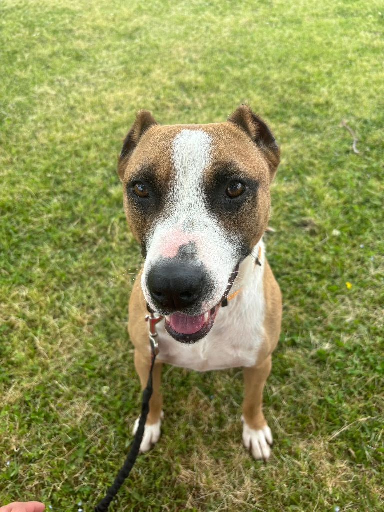 H28, an adoptable Terrier in Mullins, SC, 29574 | Photo Image 4