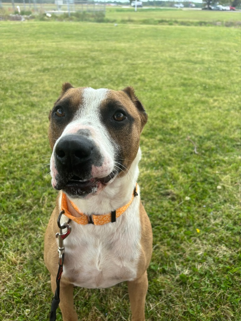 H28, an adoptable Terrier in Mullins, SC, 29574 | Photo Image 5