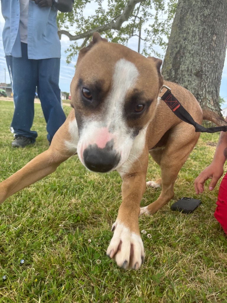 H28, an adoptable Terrier in Mullins, SC, 29574 | Photo Image 6