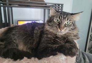 C224 brothers Mason, Adult Male Domestic Long Hair