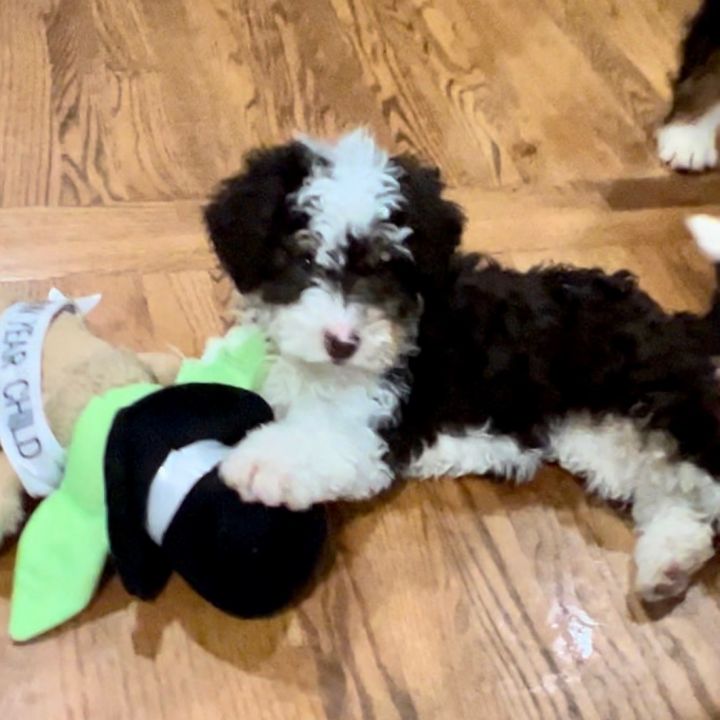 Tia, an adopted Miniature Poodle & Bernedoodle Mix in Rochester, NY_image-1