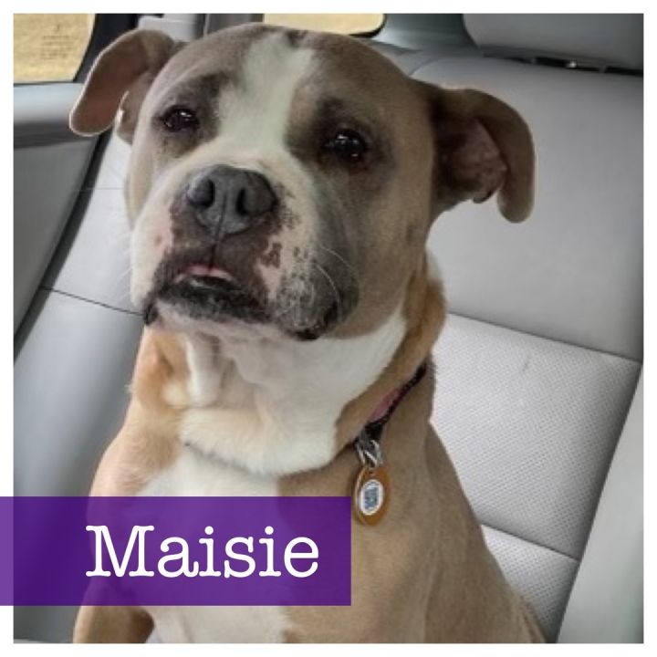 Maisie , an adoptable American Staffordshire Terrier & Boxer Mix in Cumming, GA_image-1