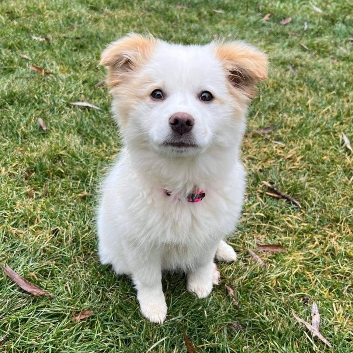 Butter, an adopted Australian Shepherd & Terrier Mix in Rochester, NY_image-2